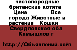чистопородные британские котята › Цена ­ 10 000 - Все города Животные и растения » Кошки   . Свердловская обл.,Камышлов г.